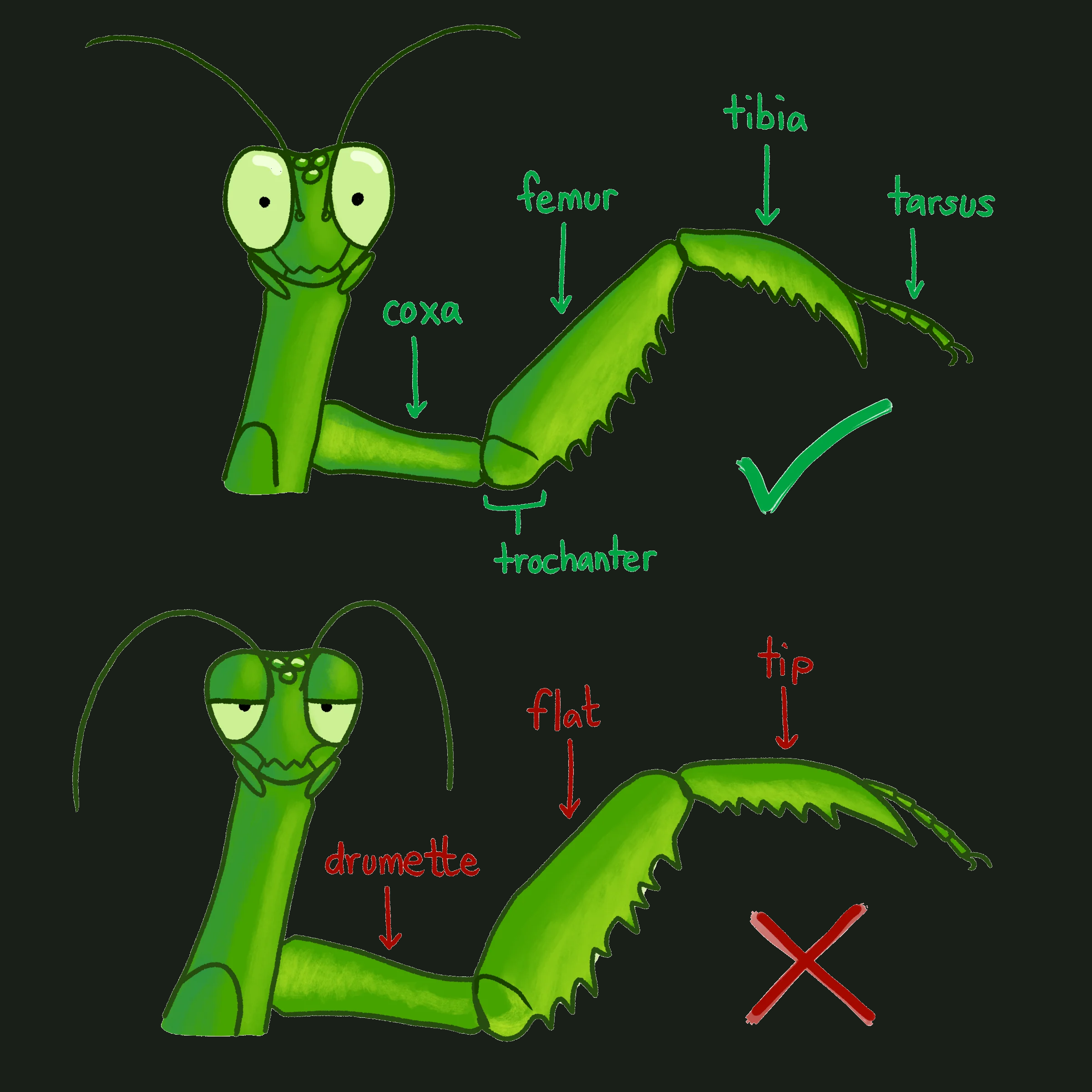 Anatomy of a Mantis